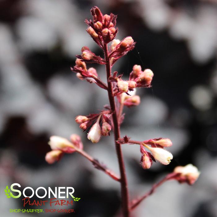 CAJUN FIRE CORAL BELLS