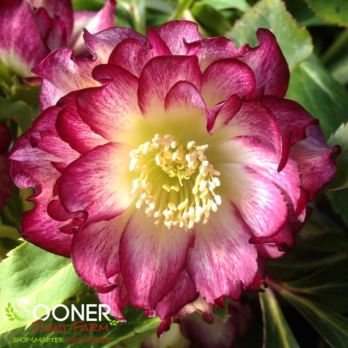 ROSE QUARTZ WINTER JEWELS™ LENTEN ROSE