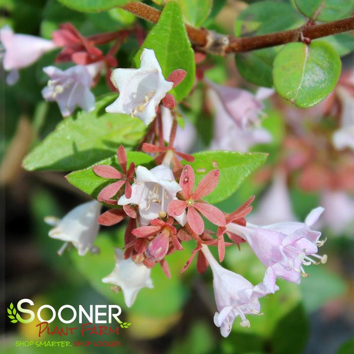 RASPBERRY PROFUSION™ ABELIA