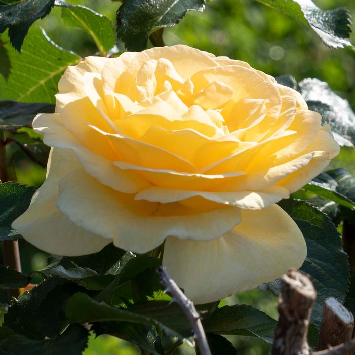 SUNSHINE DAYDREAM™ GRANDIFLORA ROSE