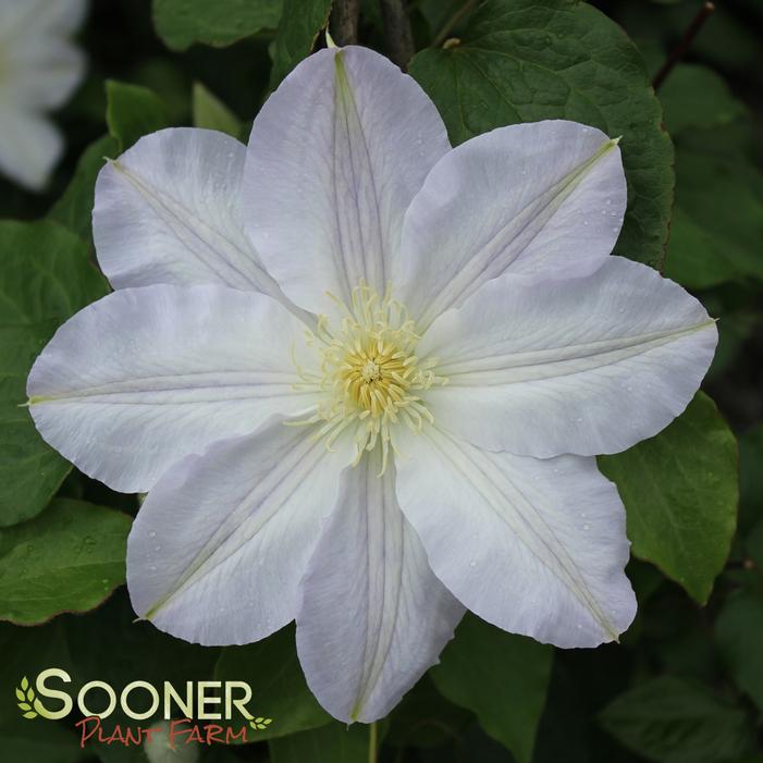 ICE BLUE™ CLEMATIS