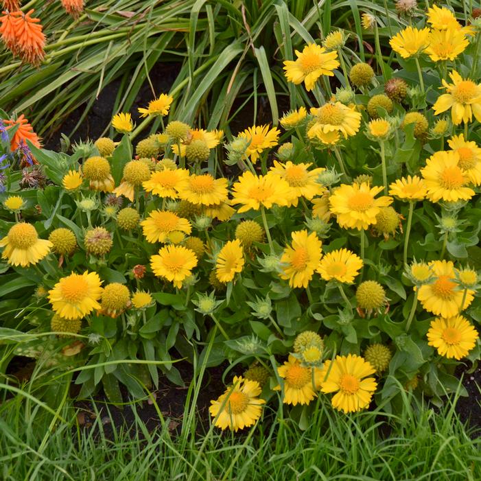 MESA™ YELLOW BLANKET FLOWER