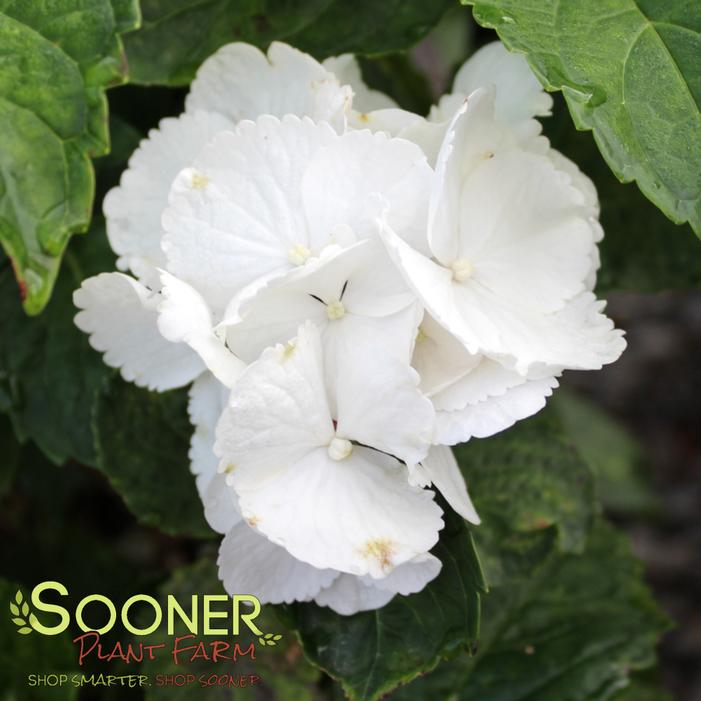 Image property of Sooner Plant Farm, Inc.