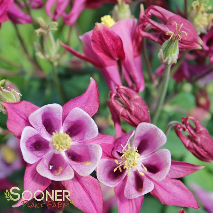 BIEDERMEIER COLUMBINE