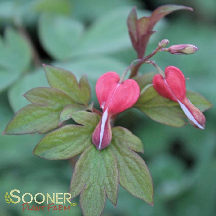 VALENTINE BLEEDING HEART