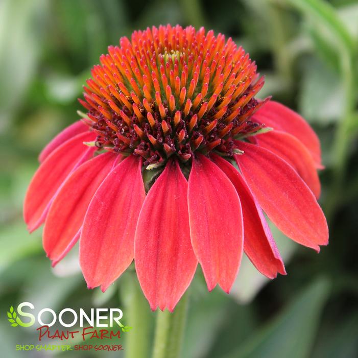 SOMBRERO® HOT CORAL CONEFLOWER