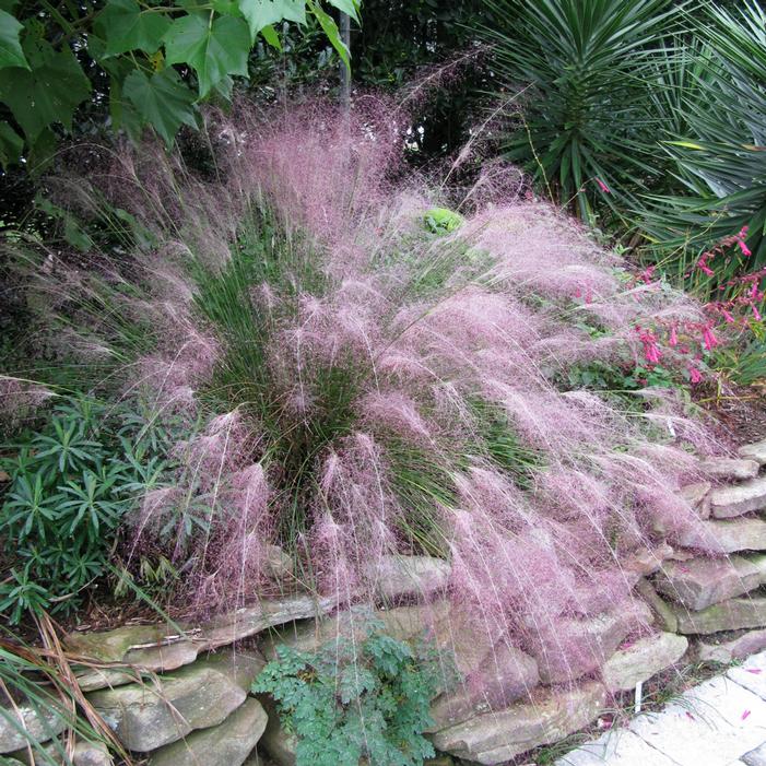 COASTAL MUHLY GRASS