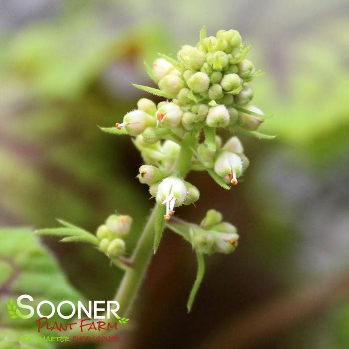 RED LIGHTNING CORAL BELLS