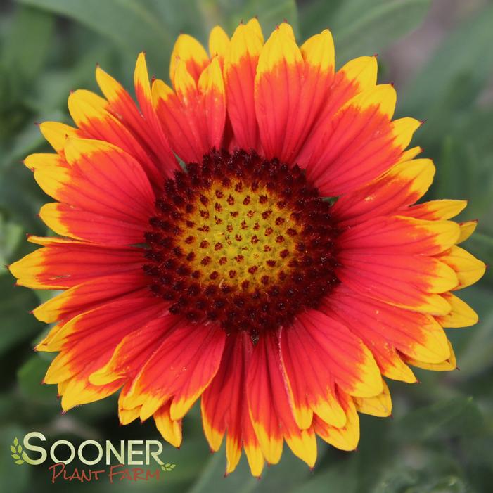 ARIZONA SUN BLANKET FLOWER