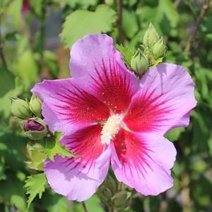 PURPLE PILLAR® ALTHEA