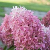 ZINFIN DOLL® HYDRANGEA