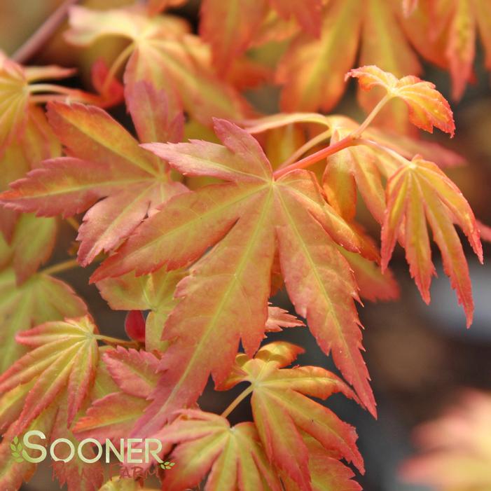 ORANGE DREAM UPRIGHT JAPANESE MAPLE