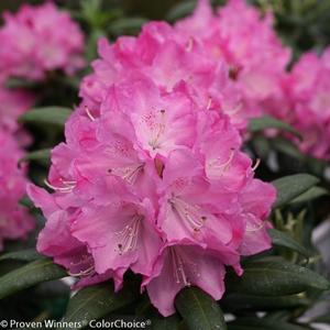 DANDY MAN® PINK RHODODENDRON