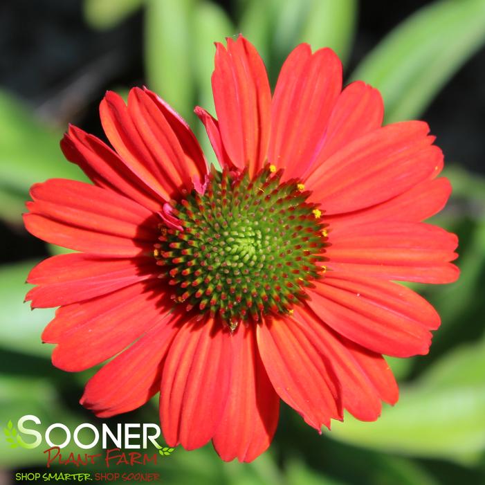 KISMET® INTENSE ORANGE CONEFLOWER