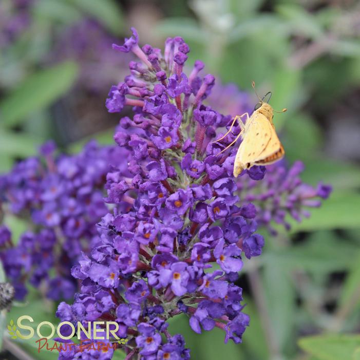 BUZZ® MIDNIGHT BUTTERFLY BUSH