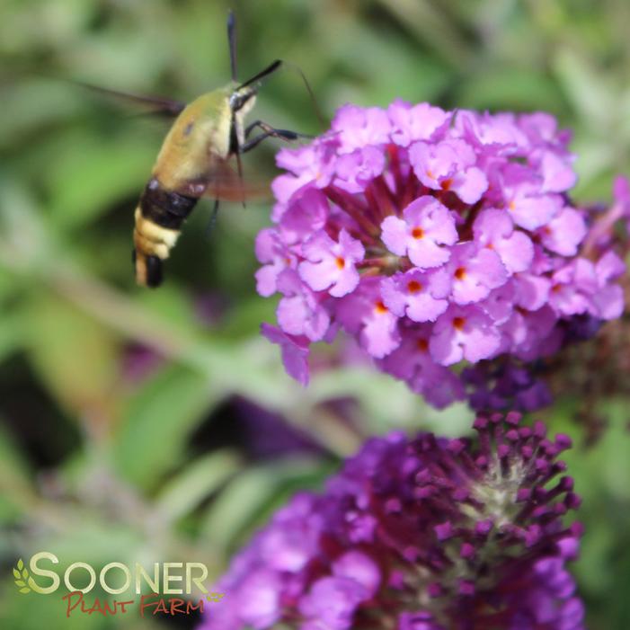 BUZZ® PURPLE BUTTERFLY BUSH