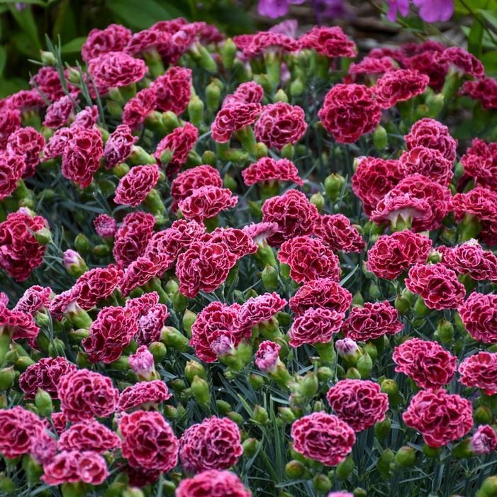 FRUIT PUNCH® CHERRY VANILLA DIANTHUS