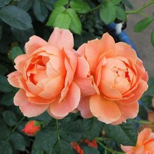 AT LAST® SHRUB ROSE