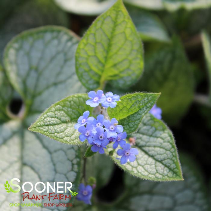 QUEEN OF HEARTS BRUNNERA