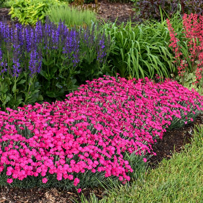 PAINT THE TOWN MAGENTA DIANTHUS