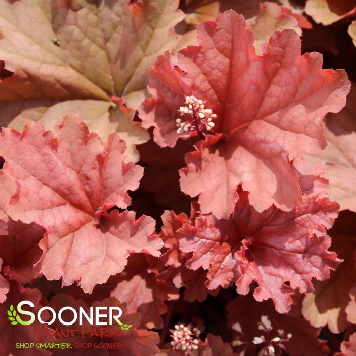 PRIMO® PEACHBERRY ICE CORAL BELLS