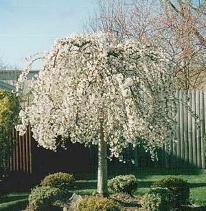 SNOW FOUNTAIN WEEPING FLOWERING CHERRY