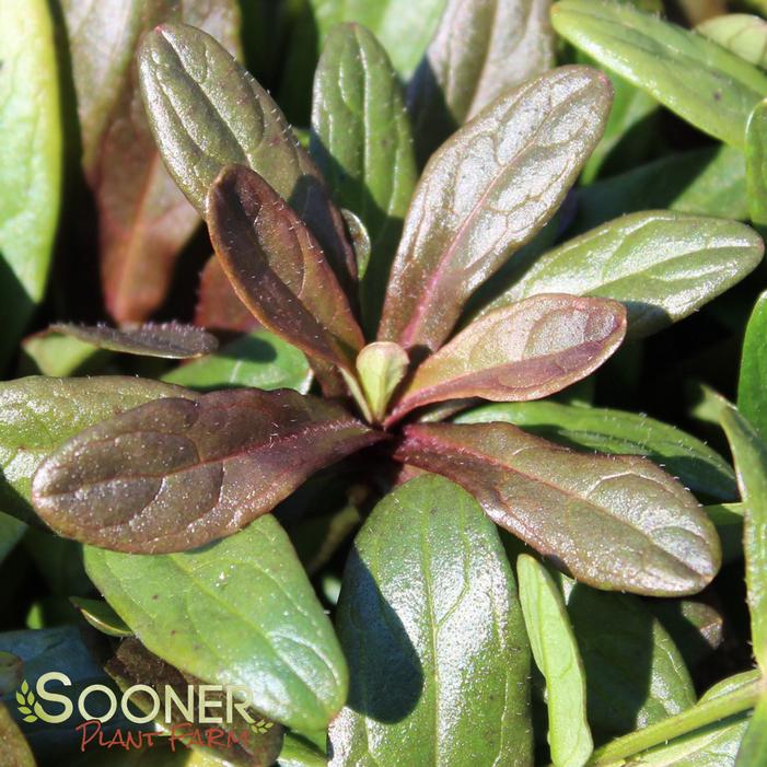 CHOCOLATE CHIP AJUGA