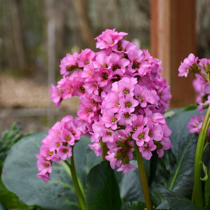 MISS PIGGY BERGENIA