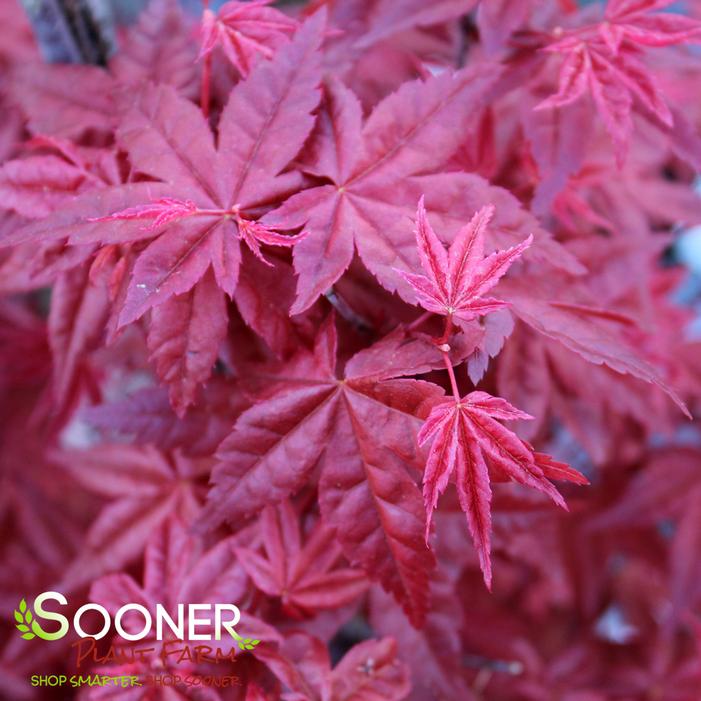 BENI MAIKO UPRIGHT JAPANESE MAPLE