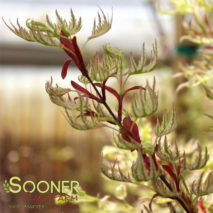 HIGASA YAMA JAPANESE MAPLE