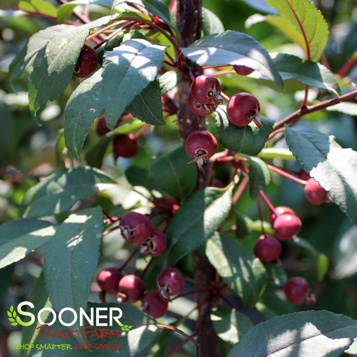 SHOW TIME™ CRABAPPLE