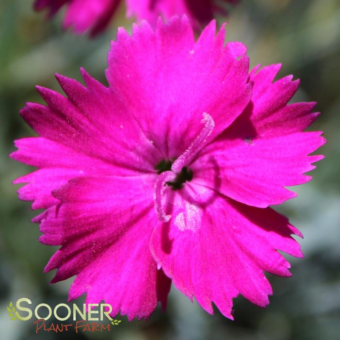 NEON STAR DIANTHUS