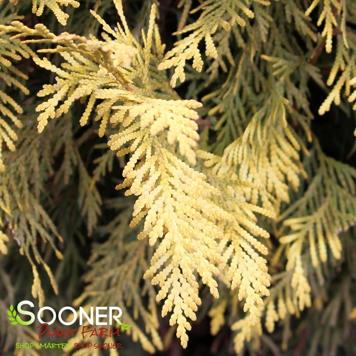 GOLDEN GLOBE ARBORVITAE