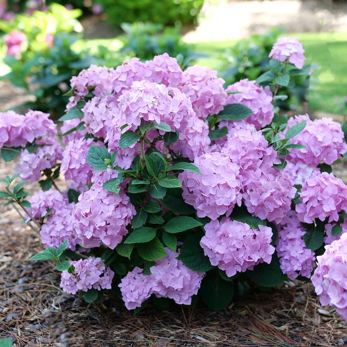 LET'S DANCE SKY VIEW® HYDRANGEA