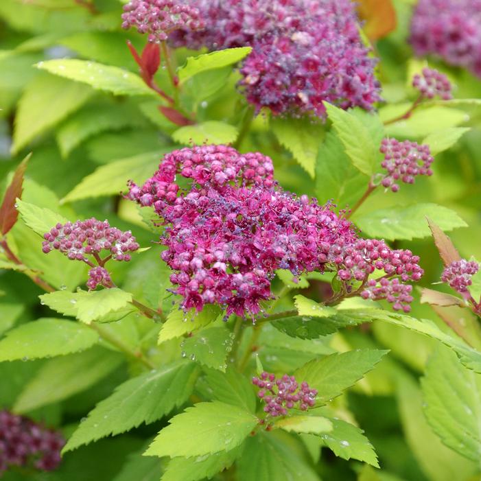 DOUBLE PLAY® DOLLY™ SPIRAEA