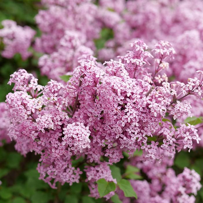 BLOOMERANG® PURPINK™ LILAC