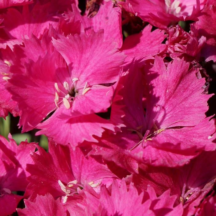 VIVID™ BRIGHT LIGHT DIANTHUS