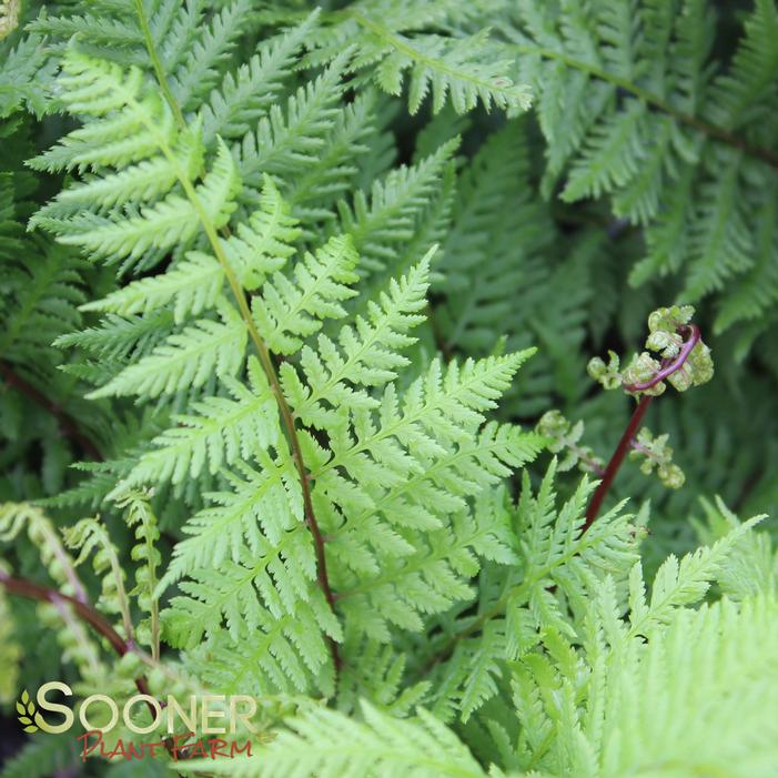 LADY IN RED FERN