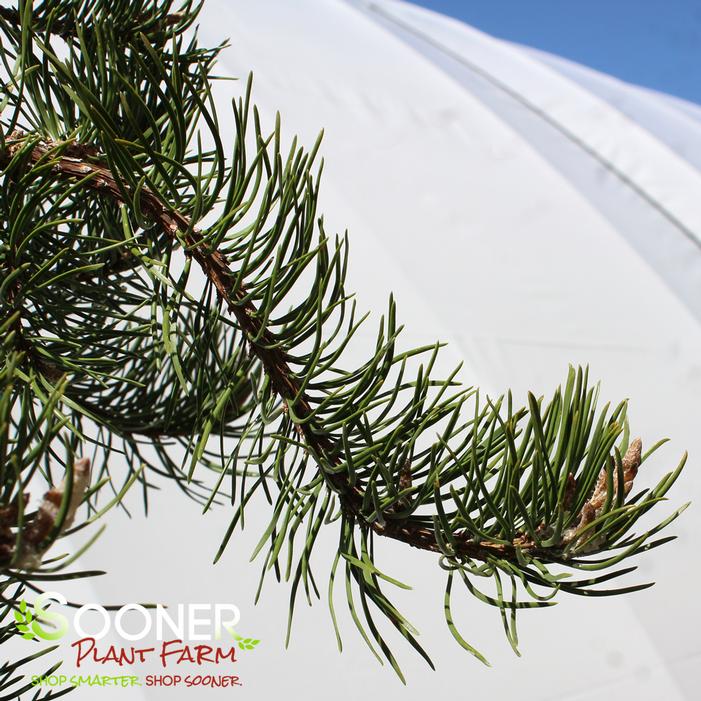 UNCLE FOGY WEEPING JACK PINE