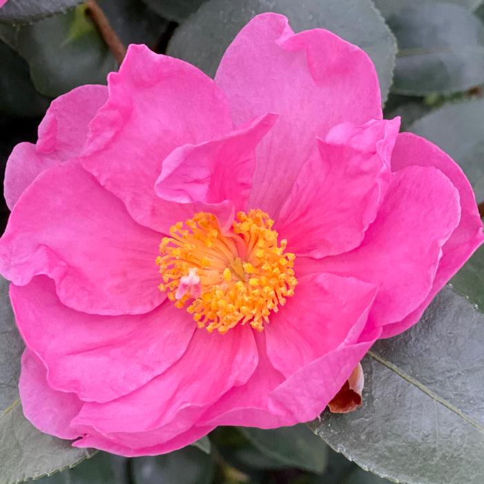 JUST CHILL™ DOUBLE MAUVE CAMELLIA