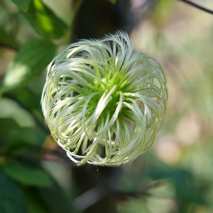 FUNYELLA™ CLEMATIS