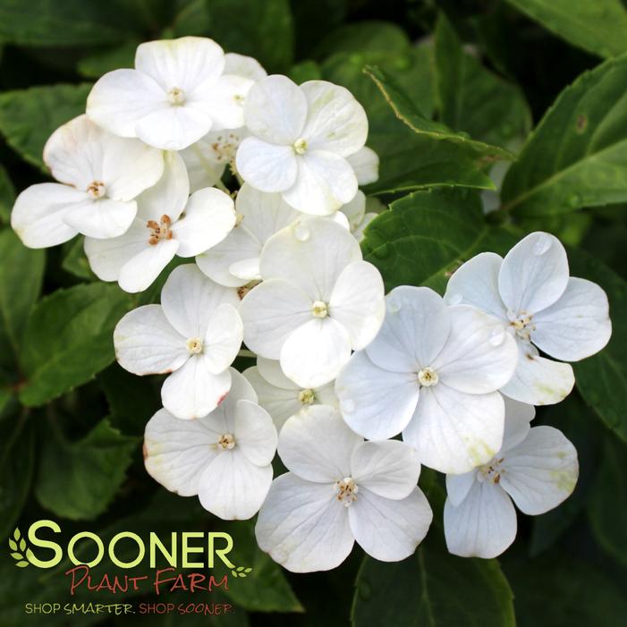 Image property of Sooner Plant Farm, Inc.