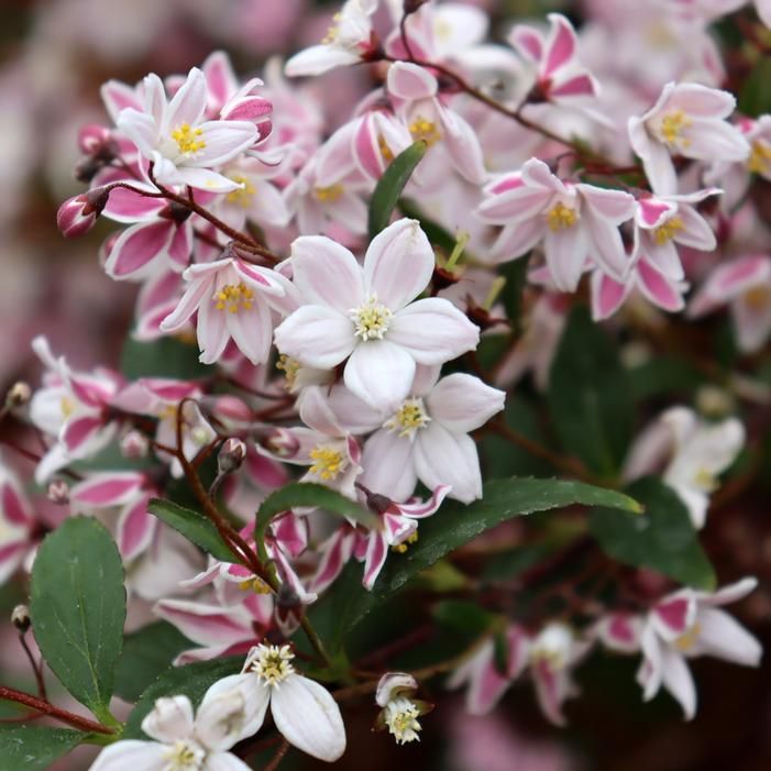 YUKI KABUKI™ DEUTZIA