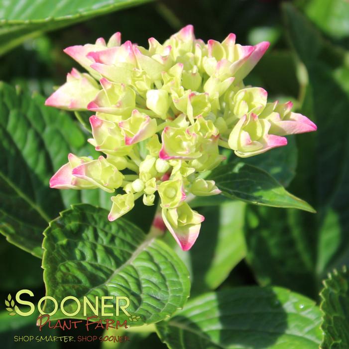 Image property of Sooner Plant Farm, Inc.