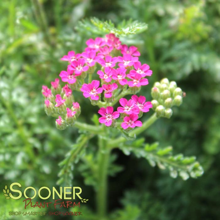 Image property of Sooner Plant Farm, Inc.