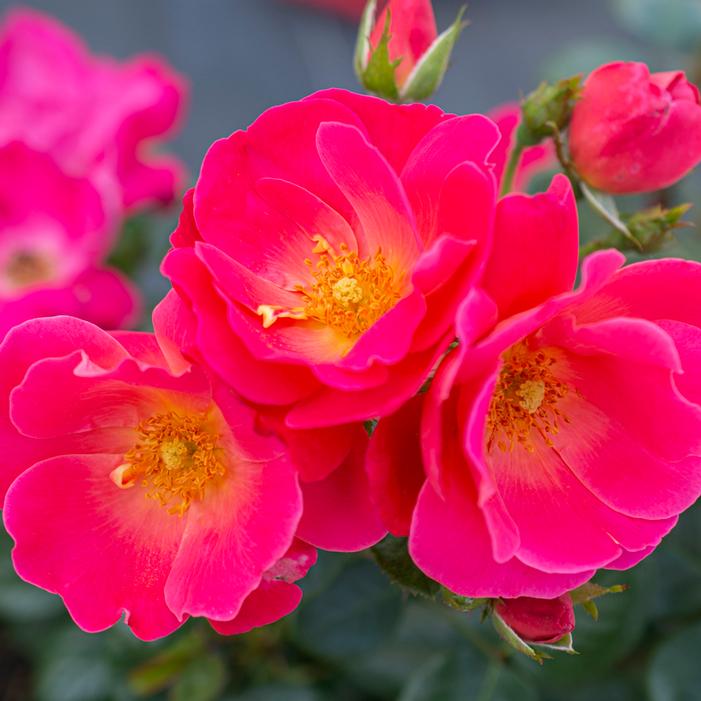 BRICK HOUSE® PINK FLORIBUNDA ROSE
