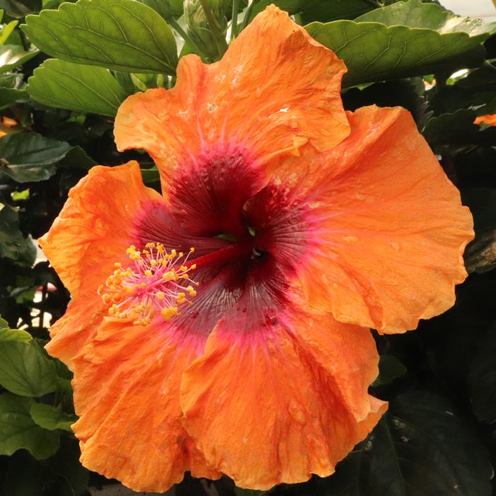 HOLLYWOOD® DISCO DIVA™ TROPICAL HIBISCUS