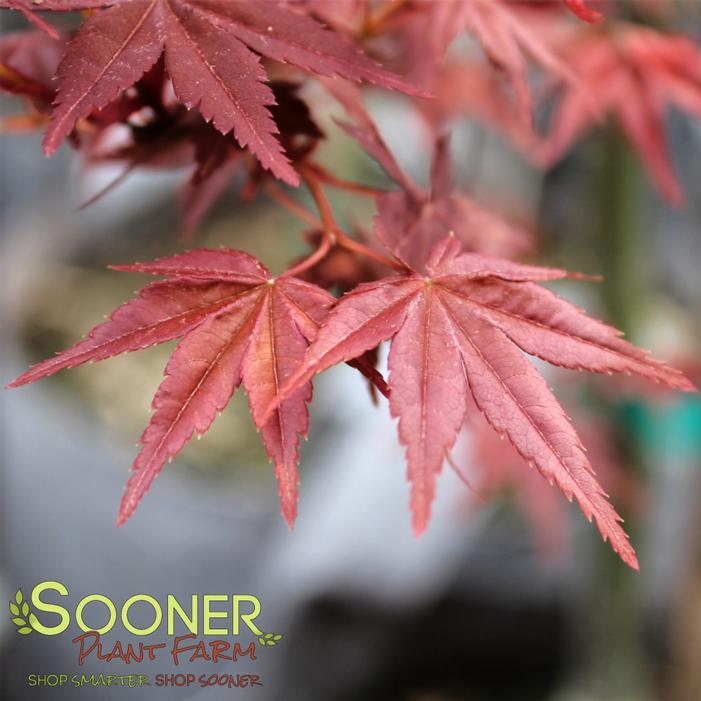 OTOME ZAKURA JAPANESE MAPLE