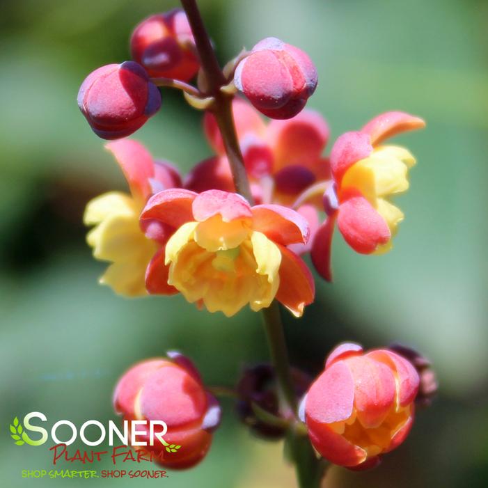 DRAGON SCALES™ MAHONIA