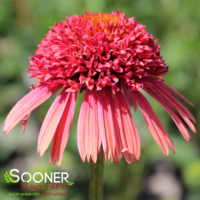CARA MIA™ CARMINE CONEFLOWER